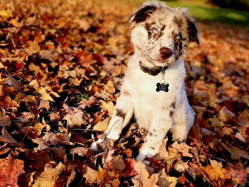 Cedar Stone Aussiedoodles
