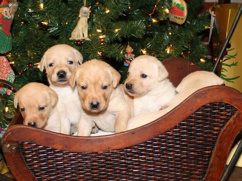 Cedar Swamp Retrievers