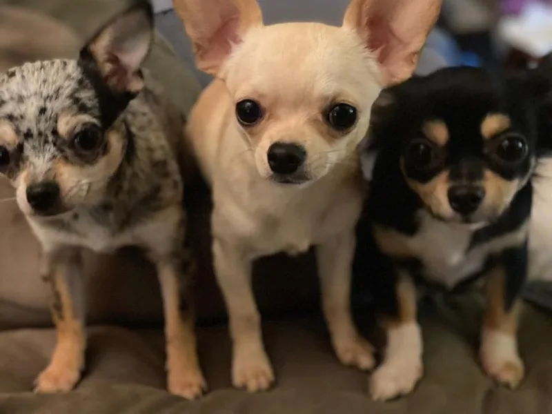 Cedar Tree Chihuahuas