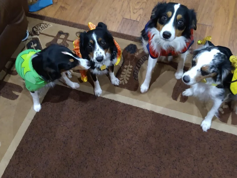 Cedar Valley Aussie's