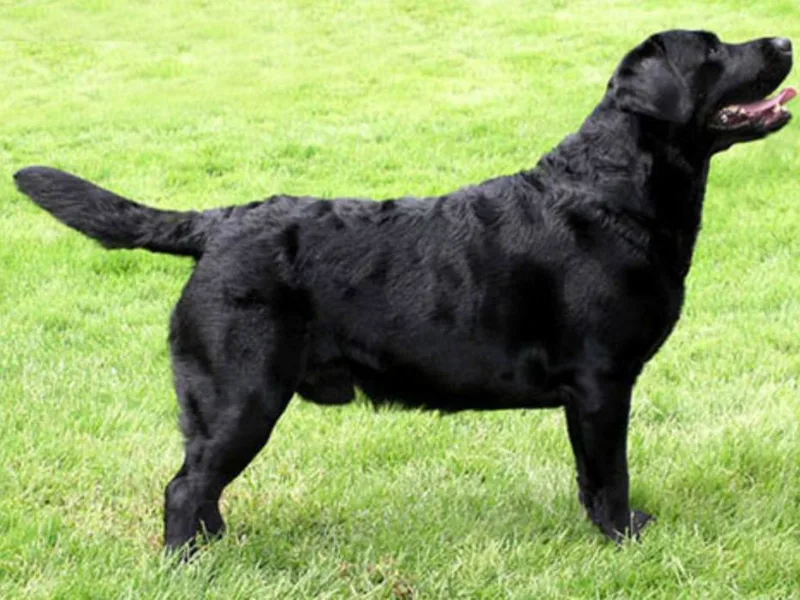 Cedarbay Labrador Retrievers