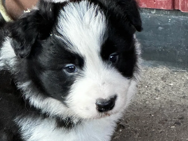 Cedarcreek Border Collies