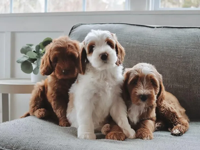 Cedarcrest Goldendoodles