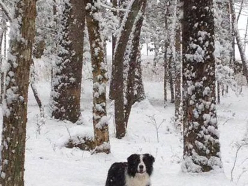 CedarHaven Border Collies