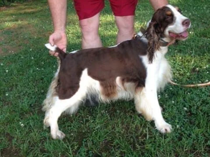 Cedarhaven Springer Spaniels