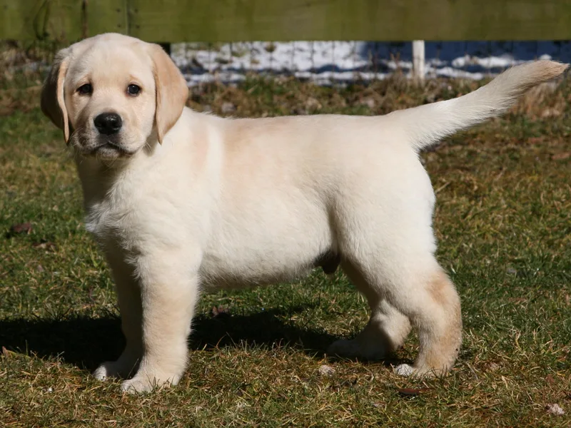 Cedarmarsh Labradors