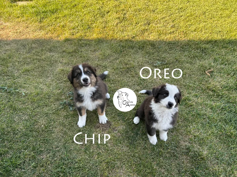 Cedarville Aussies