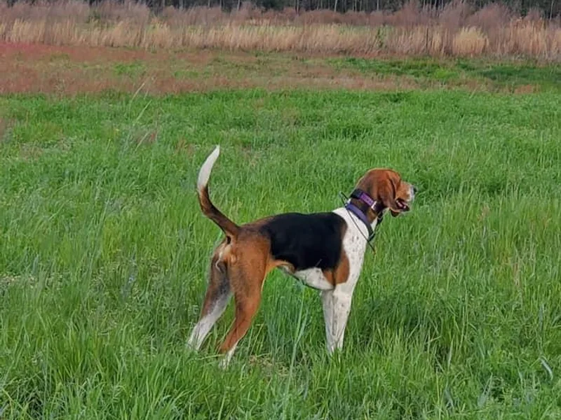 Cedarwood Kennels photo 1