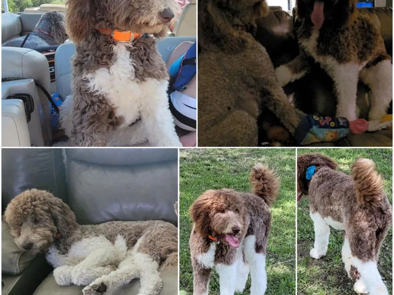 Cedotal Chocolate Doodles