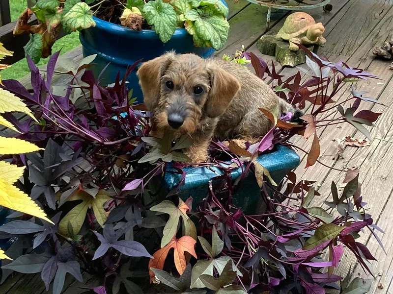 CeeKat Miniature Dachshunds