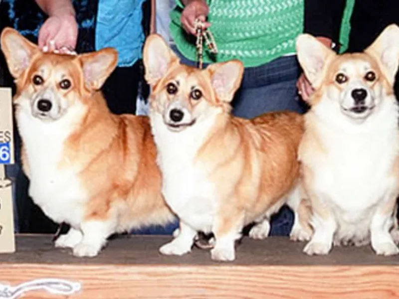 Cefin Corgis