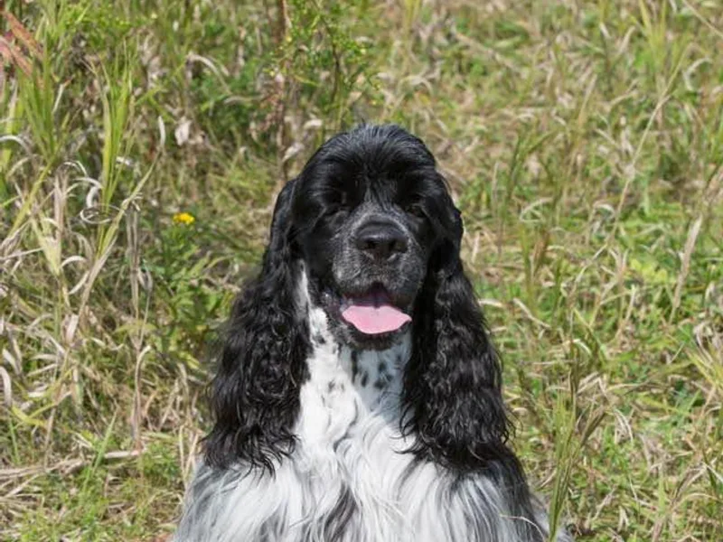 Ceilidh's Cocker Spaniels