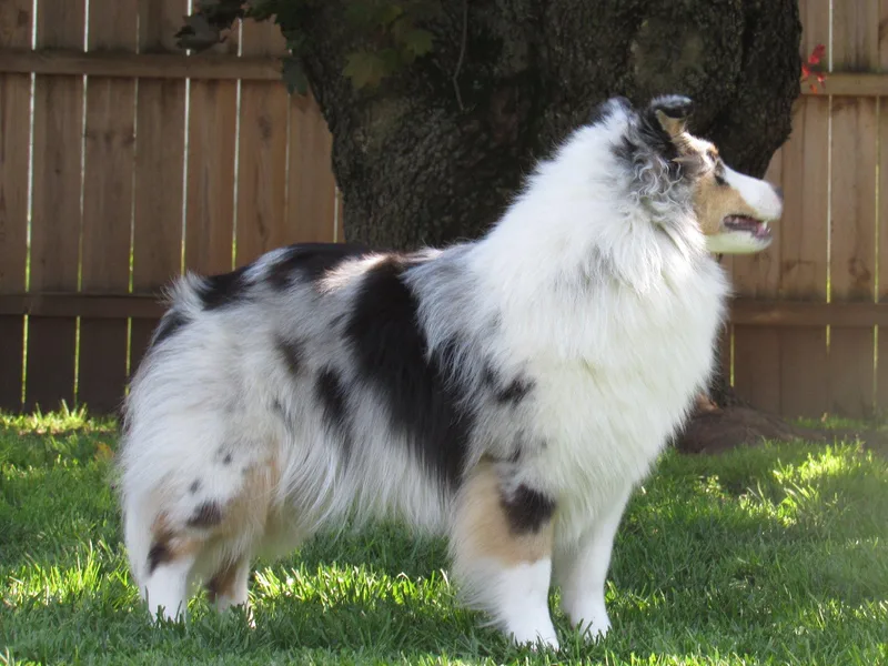 Celebration Shelties