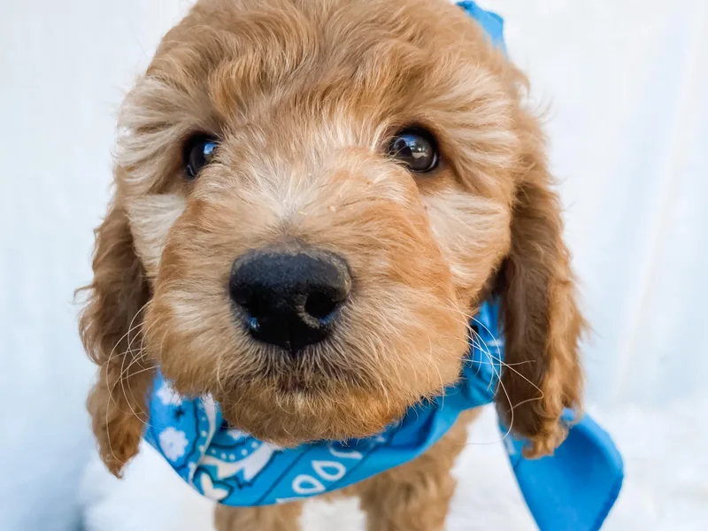 Celebridoodles (formerly Celebrity Doodles DFW)