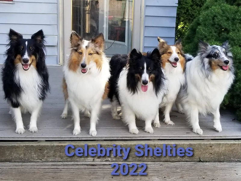 Celebrity Shelties