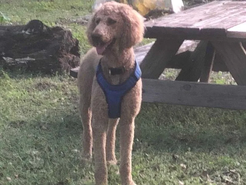 Celebrity Standard Poodles
