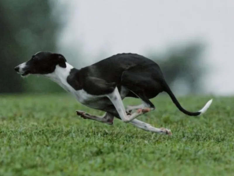 Celeste Italian Greyhounds