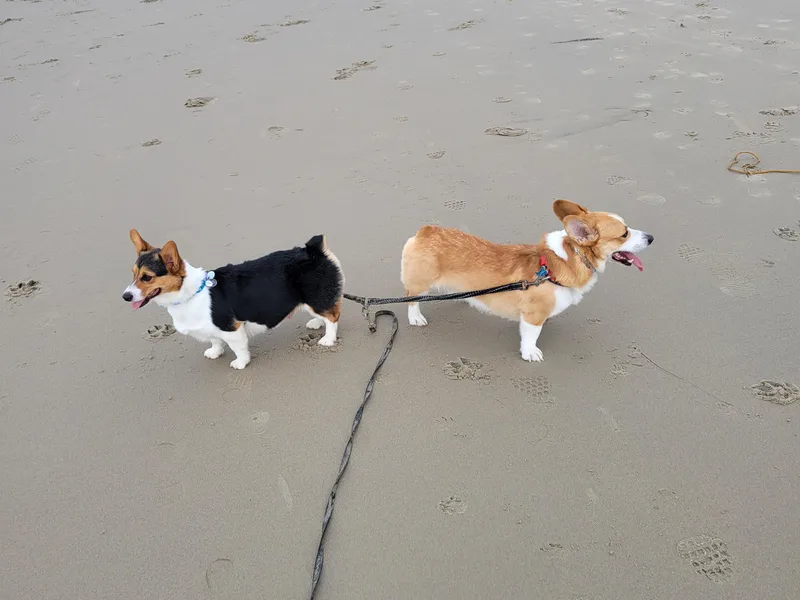 Celestial Corgis