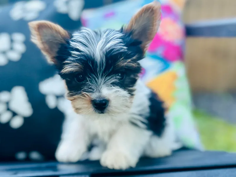 Celestial Family Terriers (Yooper Yorkies)