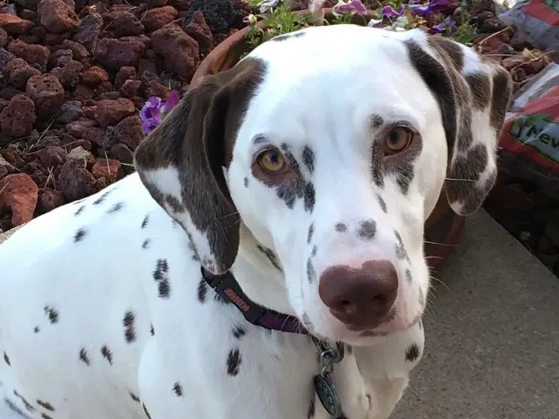 Celestial Fyre Dalmatians