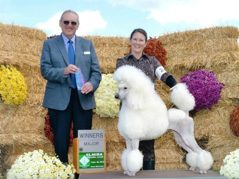Celeto Standard Poodles