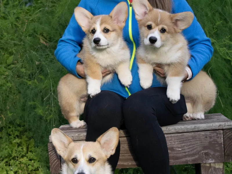 Celtcroft Corgis