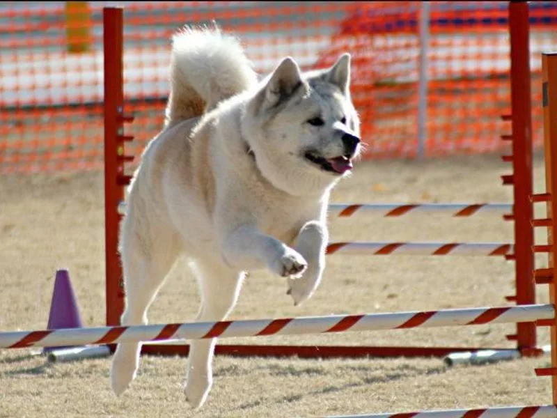 Celtic Akitas photo 1