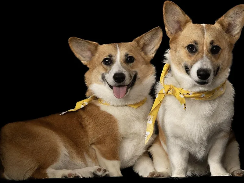 Celtic Corgis