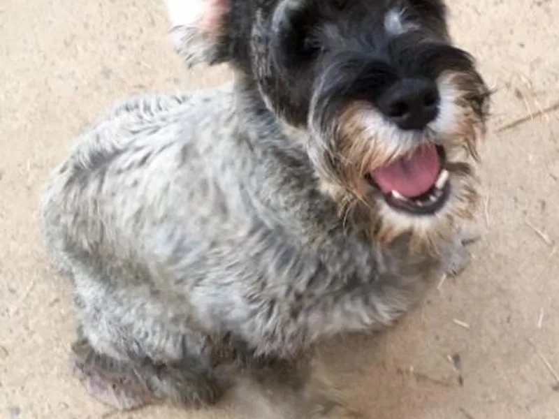 Celtic Cross Kennels