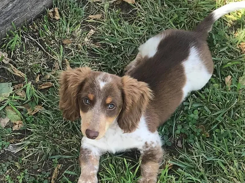 Celtic Dachshund Farm