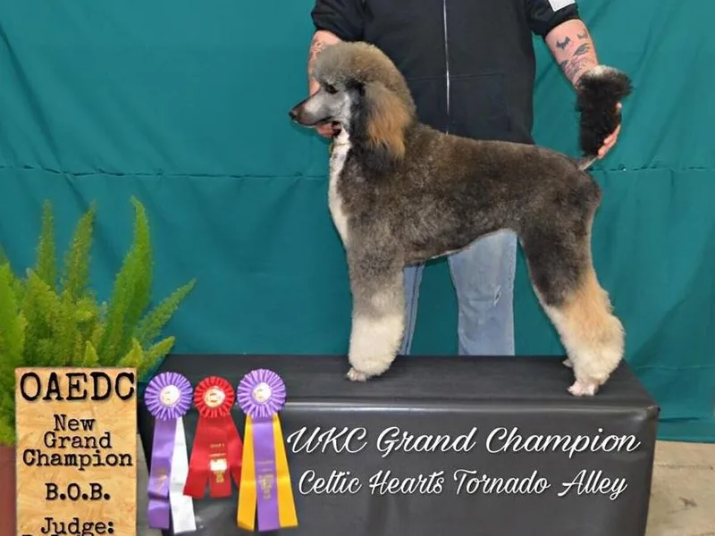 Celtic Heart Poodles