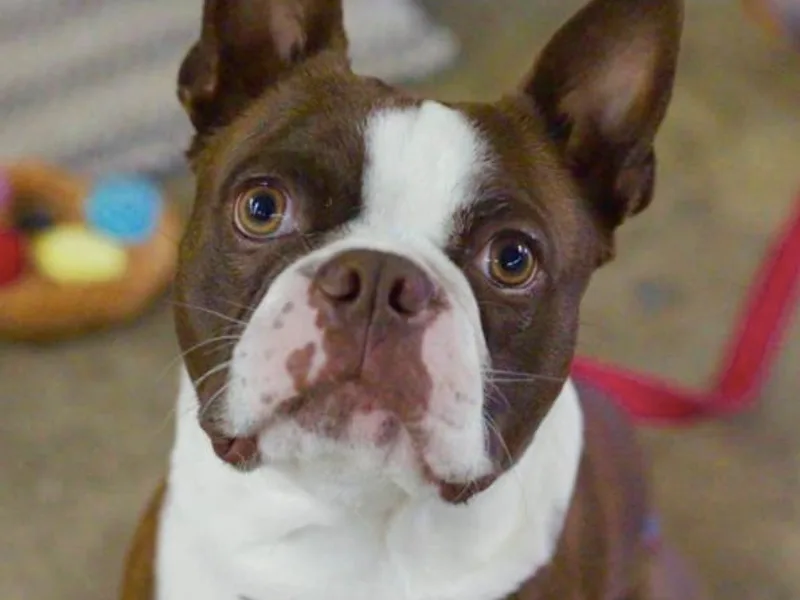 Celtic Kennel Bostons