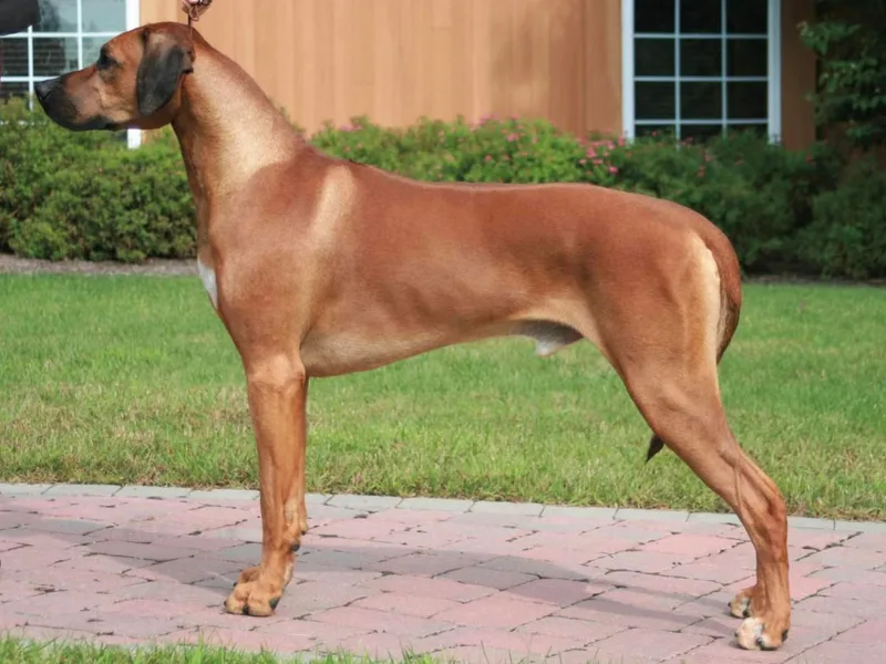 Celtic Lore Ridgebacks