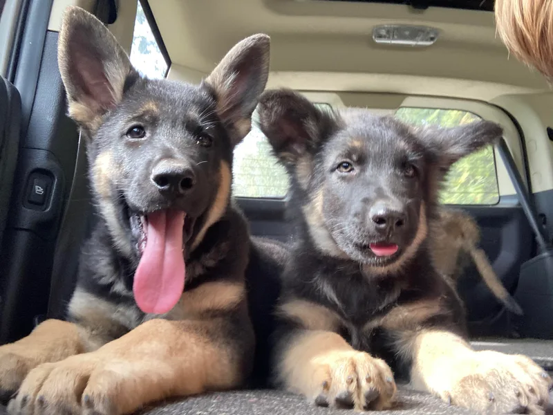Celtic Rose German Shepherds