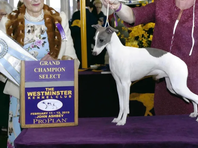 Celtic Sighthounds photo 1