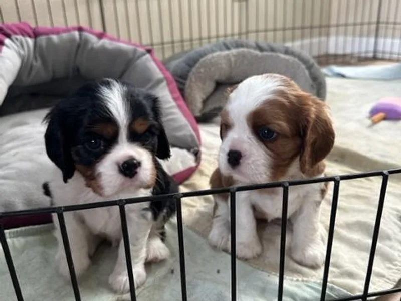 Celtic Star Cavaliers