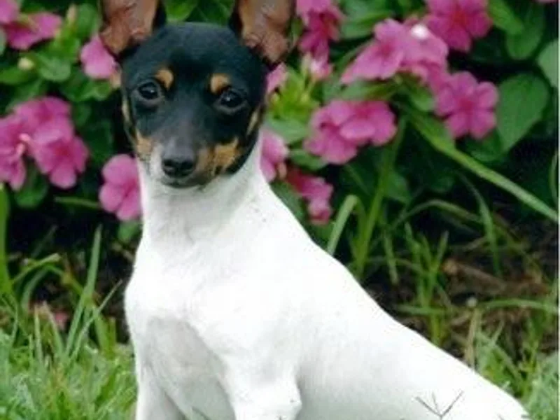 Celticfox Toy Fox Terriers