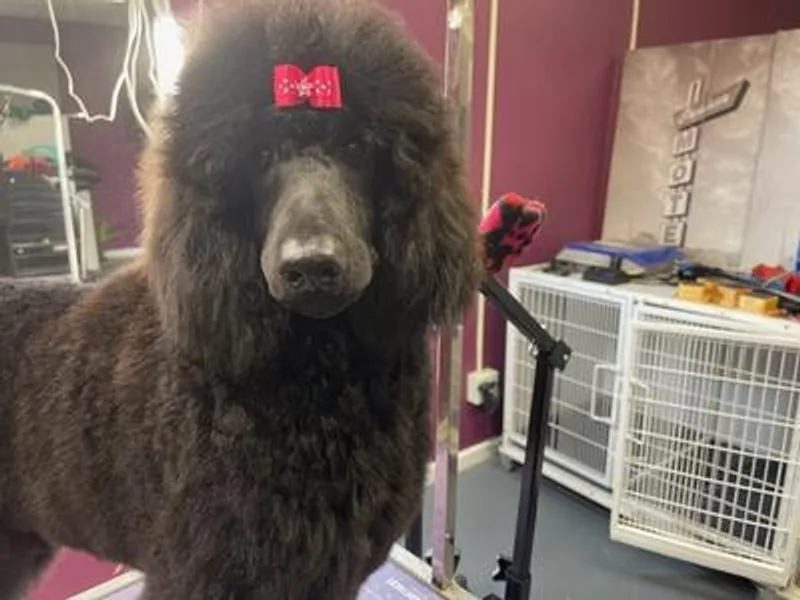 CeMee Standard Poodles