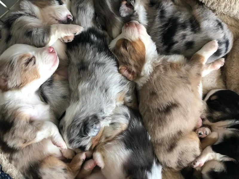 CenCal Mini Aussies