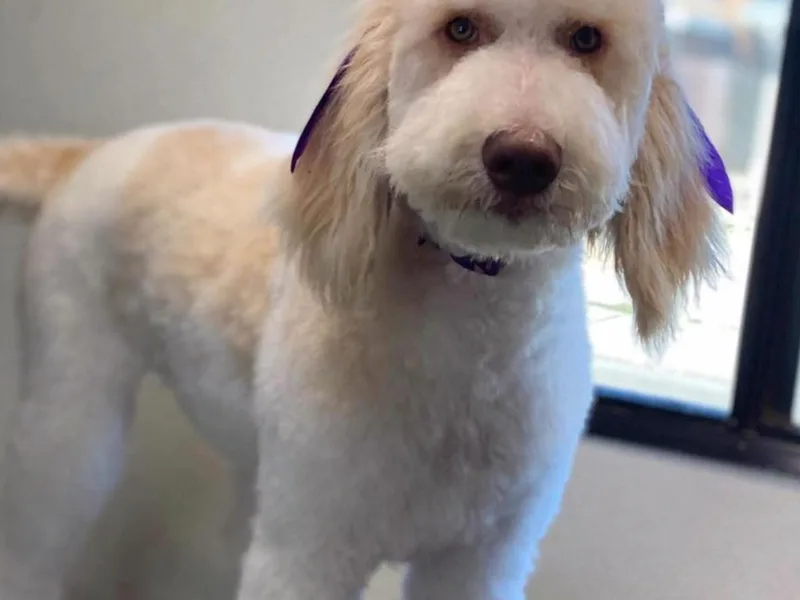 Cencal Stellar Doodles