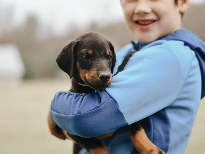 Centennial Acres Dobermans