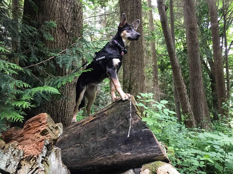 Centennial Chinooks photo 1