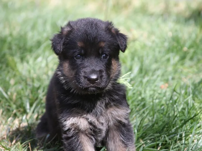 Centennial German Shepherds