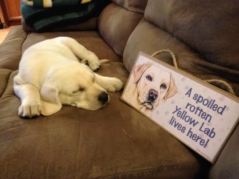 Centerfield Retrievers