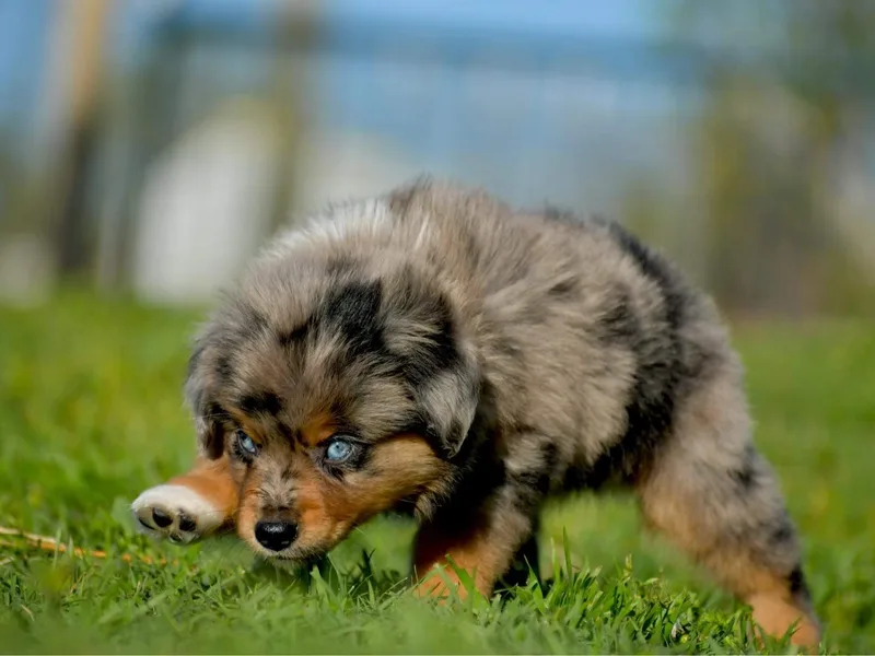 Centerfire Mini Aussies photo 1
