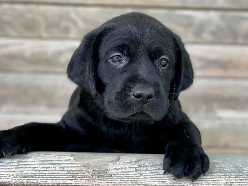 Centerpoint Retrievers