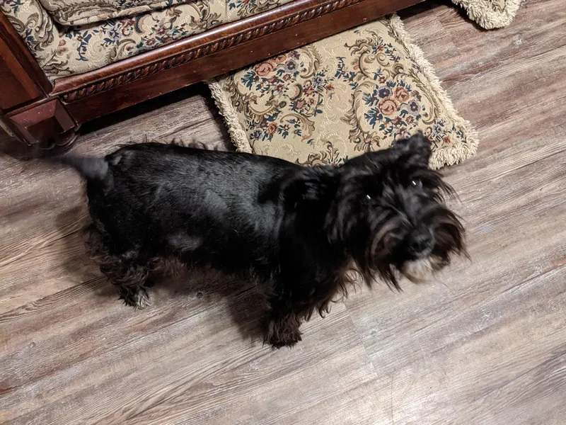 Central AR Schnoodles