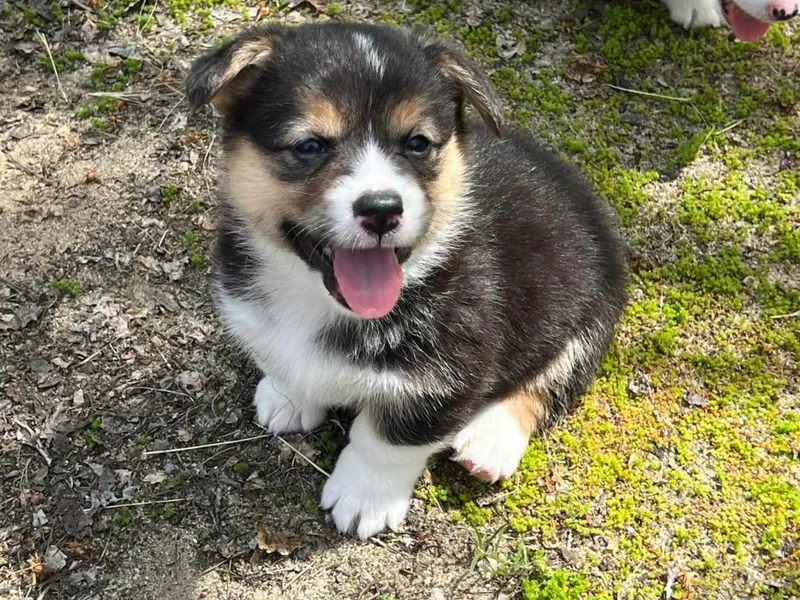 Central Bark Corgis photo 1