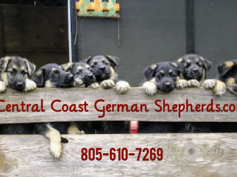 Central Coast German Shepherds