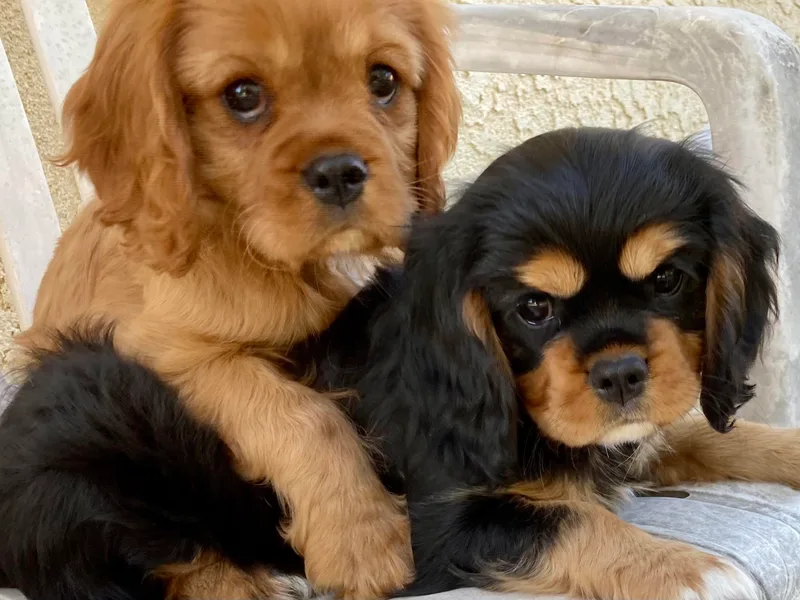 Central Coast Standard Poodles &amp; Cavaliers